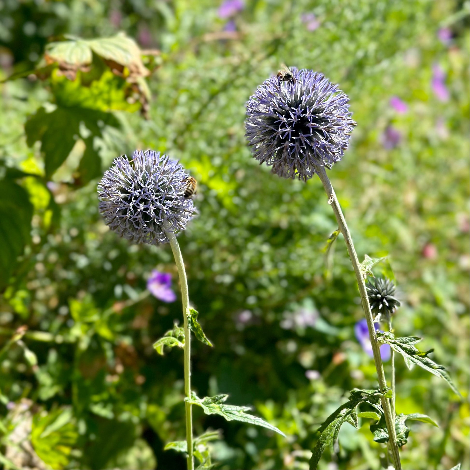 Echinops Violet Seeds - Hollyhock Hill