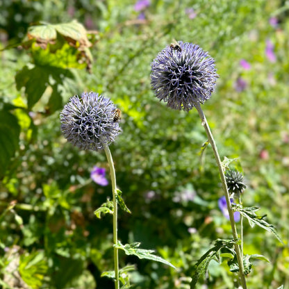 Echinops Violet Seeds - Hollyhock Hill