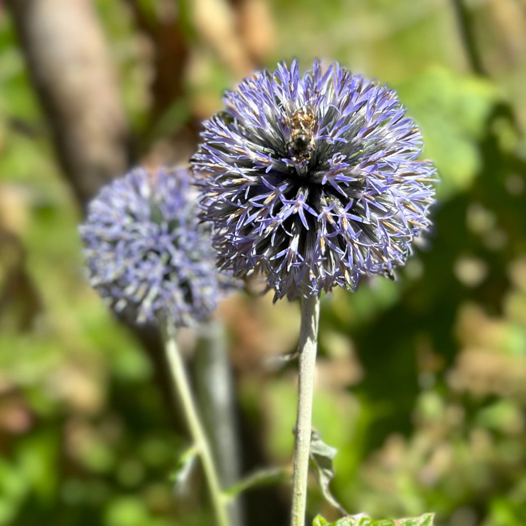 Echinops Violet Seeds - Hollyhock Hill