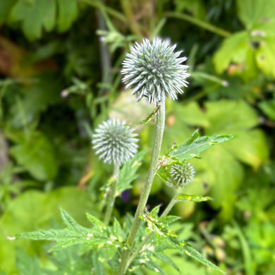 Echinops Violet Seeds - Hollyhock Hill