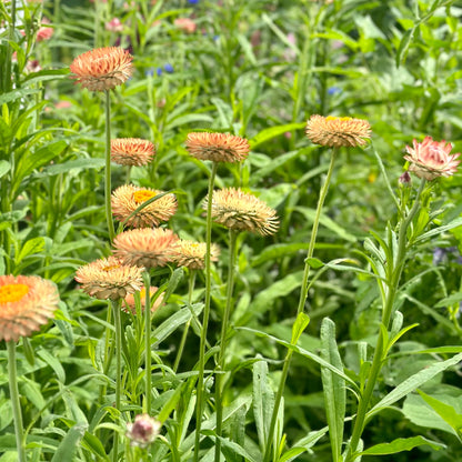 Everlasting Daisy - Salmon Rose Seeds - Hollyhock Hill