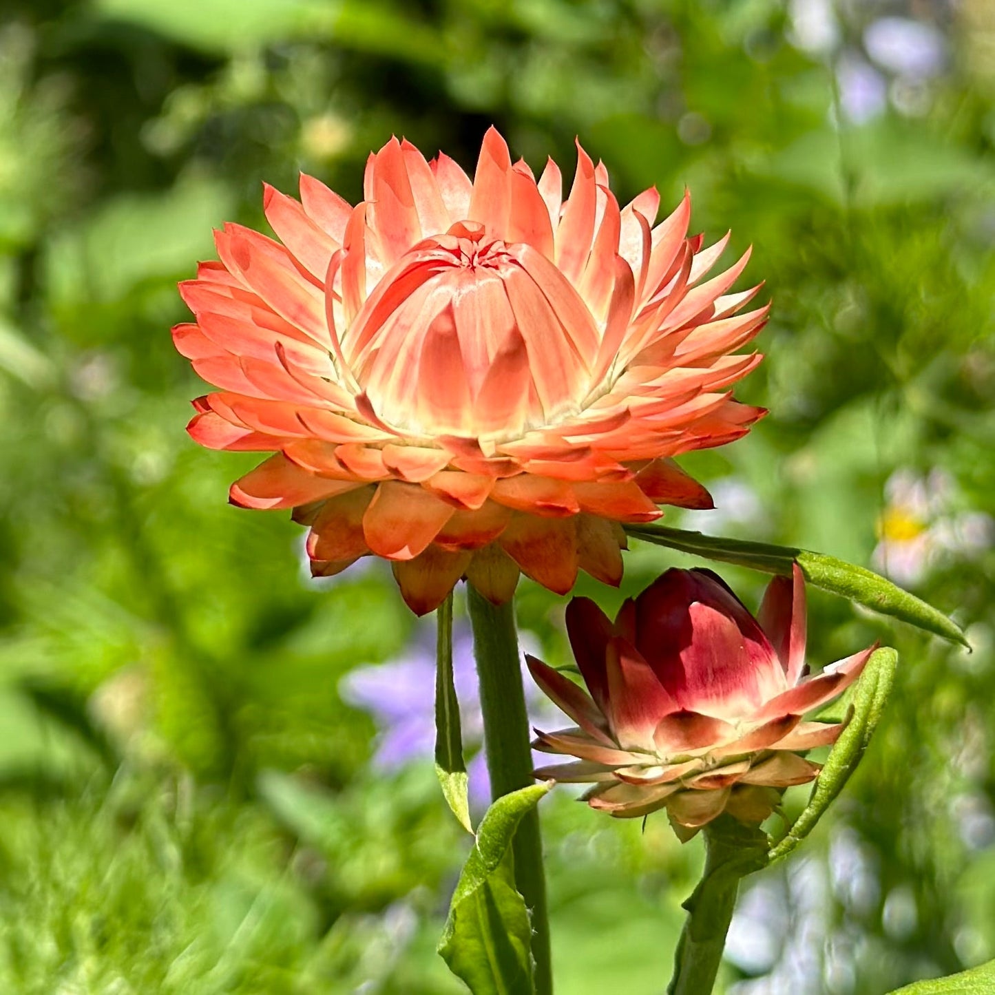 Everlasting Daisy - Salmon Rose Seeds - Hollyhock Hill