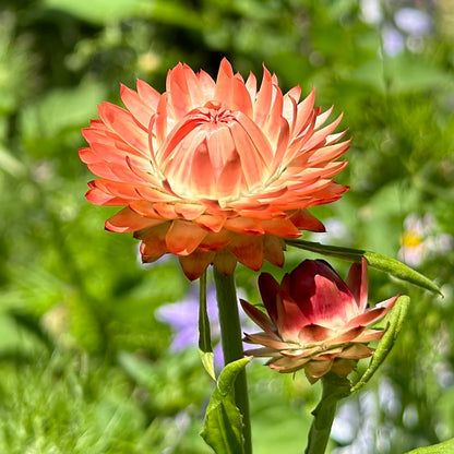 Everlasting Daisy - Salmon Rose Seeds - Hollyhock Hill