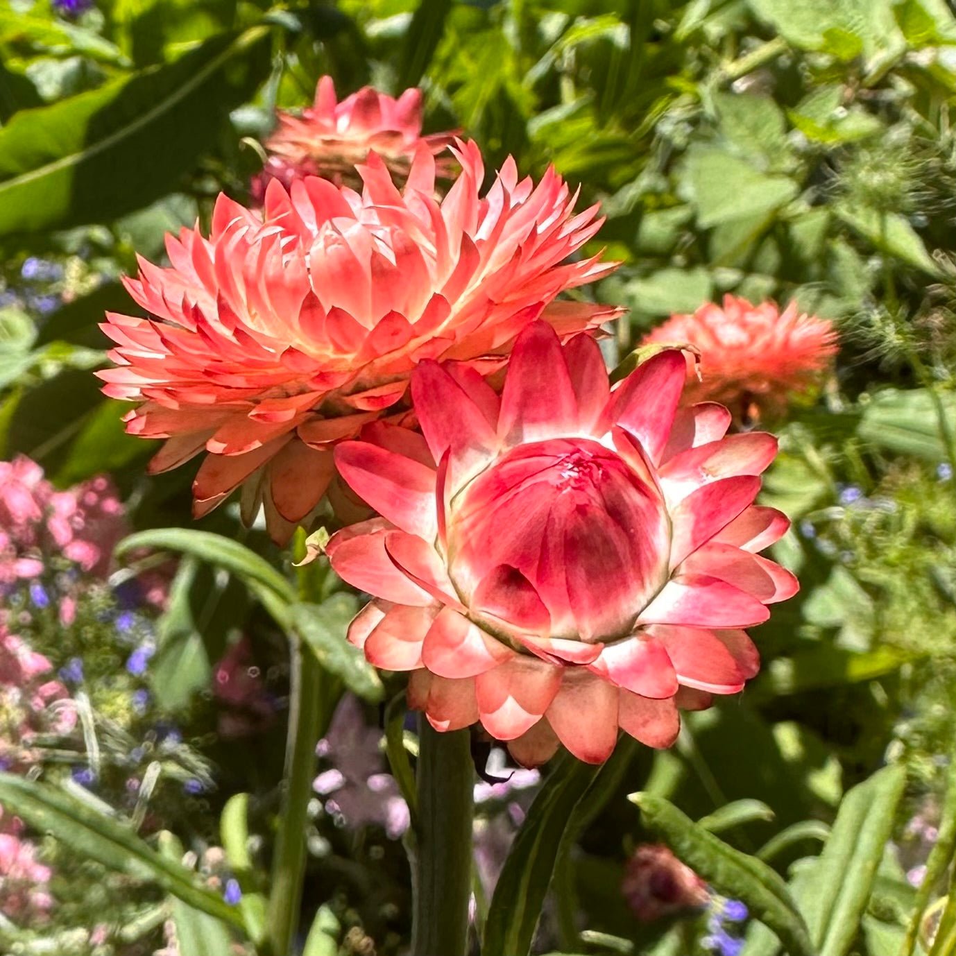 Everlasting Daisy - Salmon Rose Seeds - Hollyhock Hill