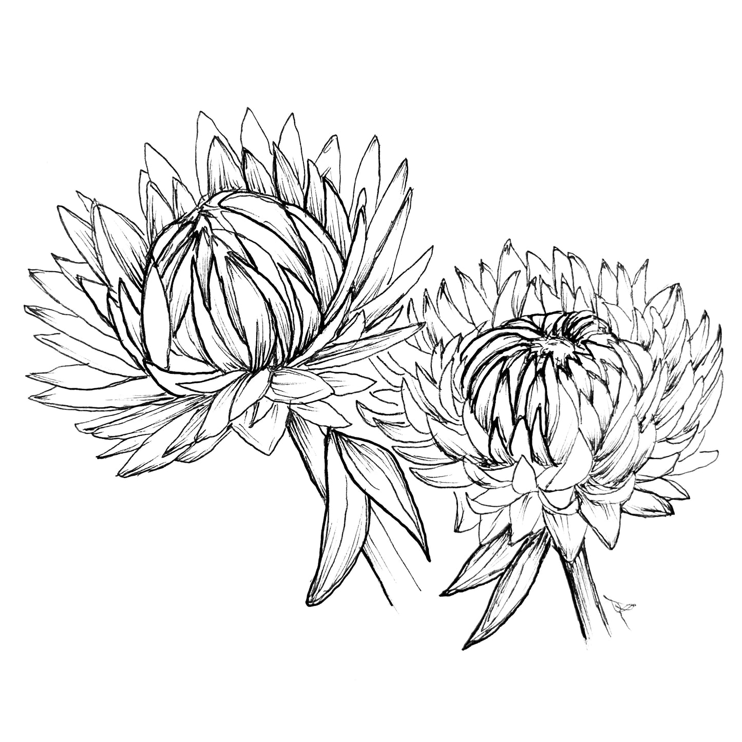 Everlasting Daisy - Scarlet Seeds - Hollyhock Hill