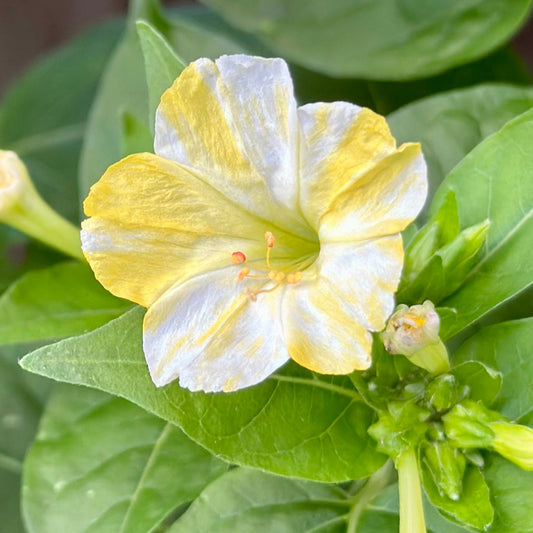 Four O'Clock Flower 'Yellow Marbles' Seeds - Hollyhock Hill