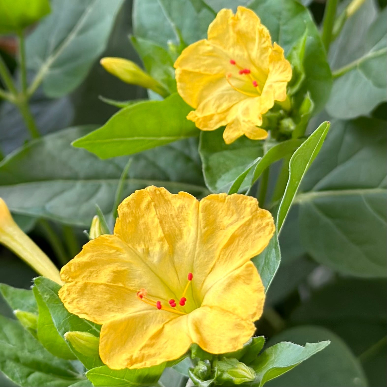 Four O'Clock Flower 'Yellow Marbles' Seeds - Hollyhock Hill