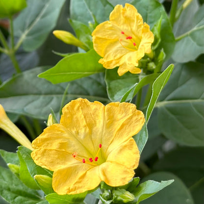 Four O'Clock Flower 'Yellow Marbles' Seeds - Hollyhock Hill