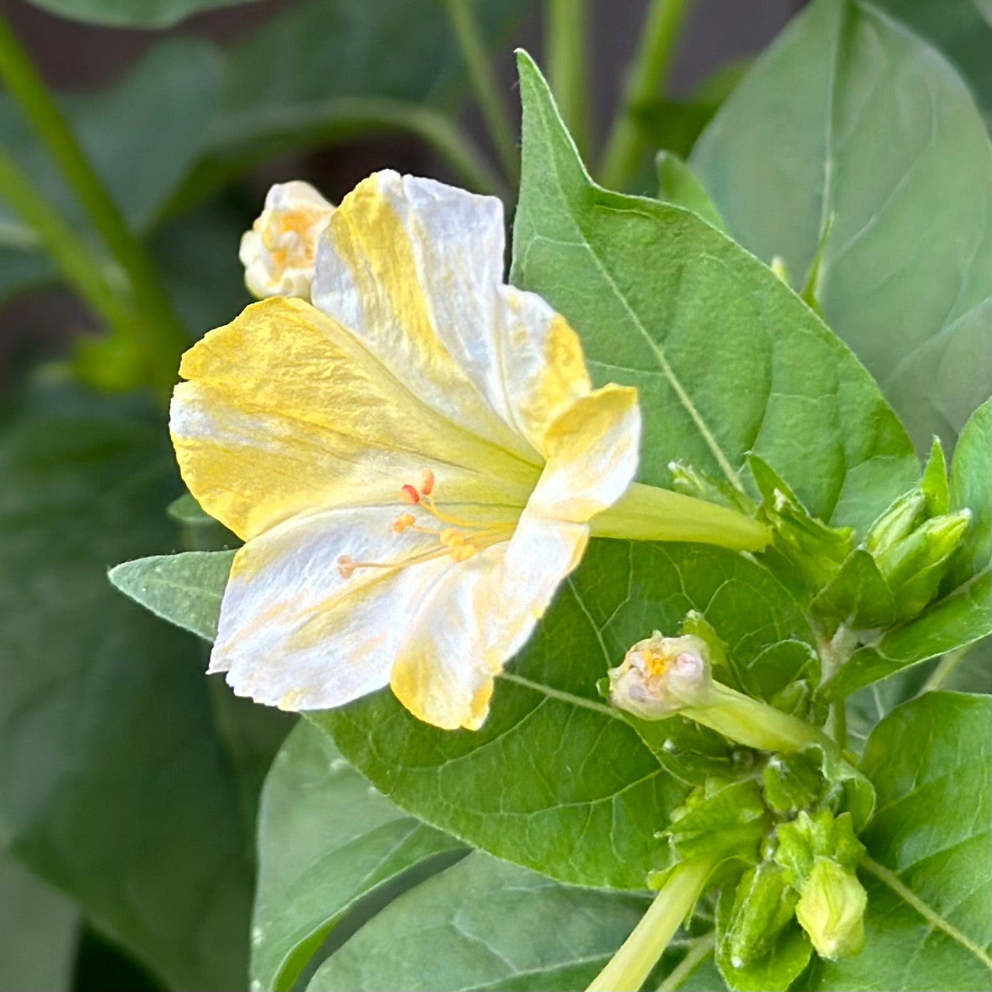 Four O'Clock Flower 'Yellow Marbles' Seeds - Hollyhock Hill