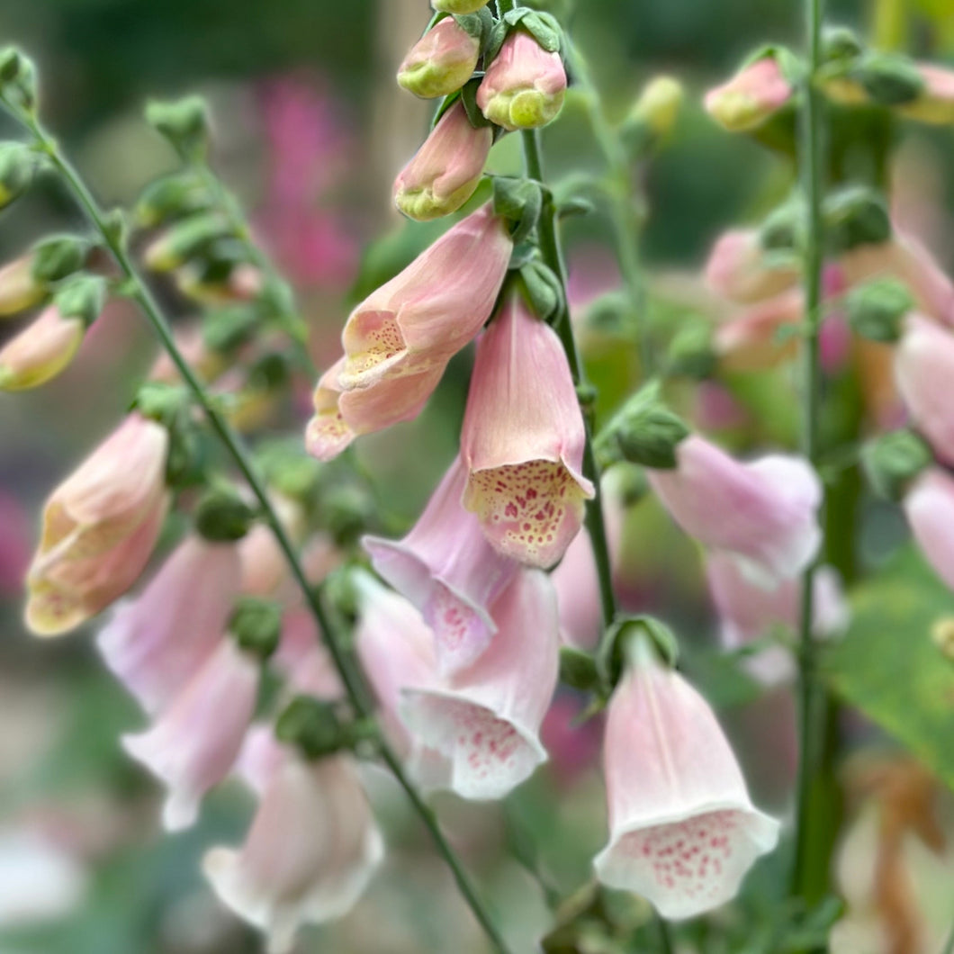 Foxglove 'Apricot Beauty' Seeds - Hollyhock Hill