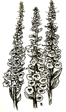 Load image into Gallery viewer, Foxglove &#39;Apricot Beauty&#39; Seeds - Hollyhock Hill
