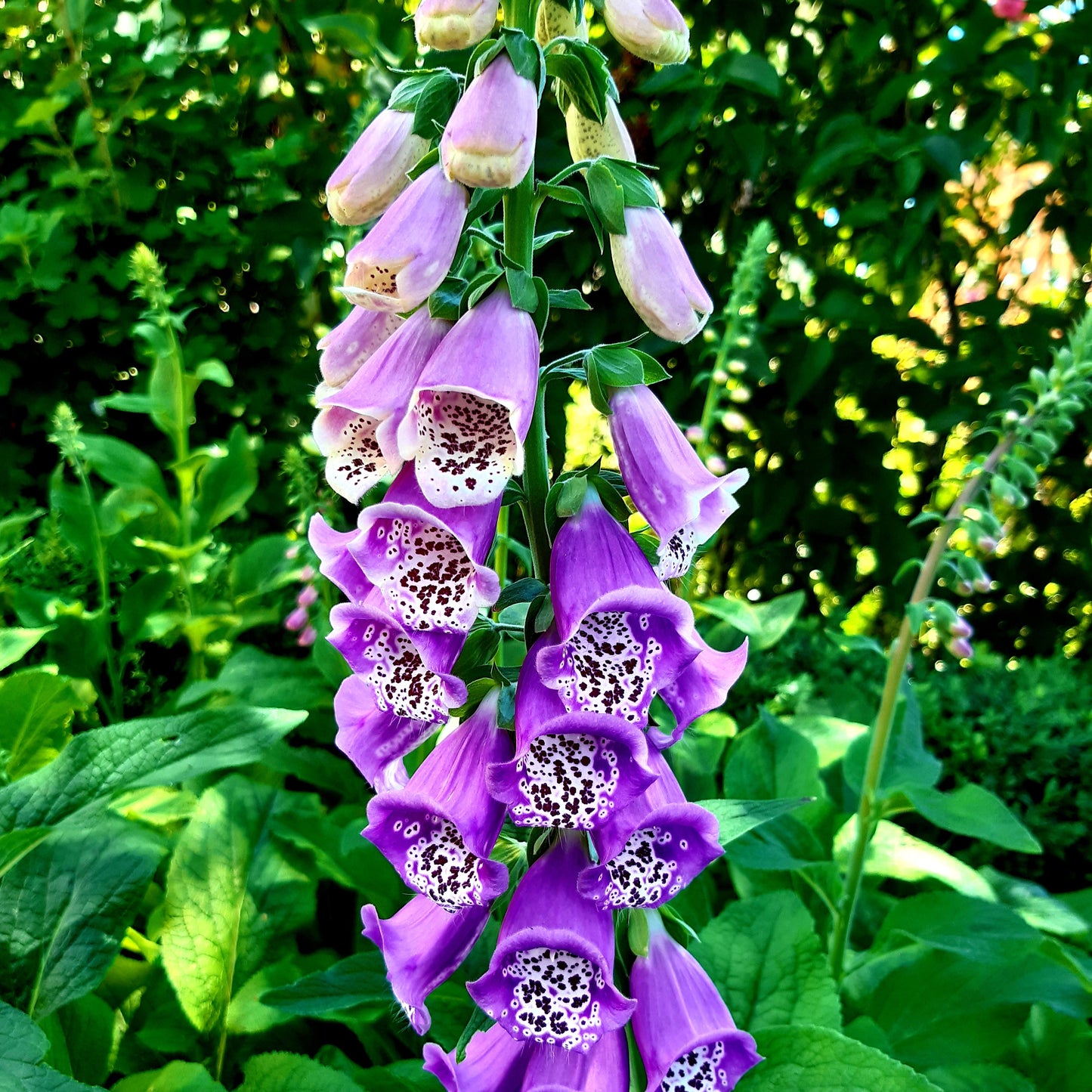 Foxglove Cottage Mix Seeds - Hollyhock Hill