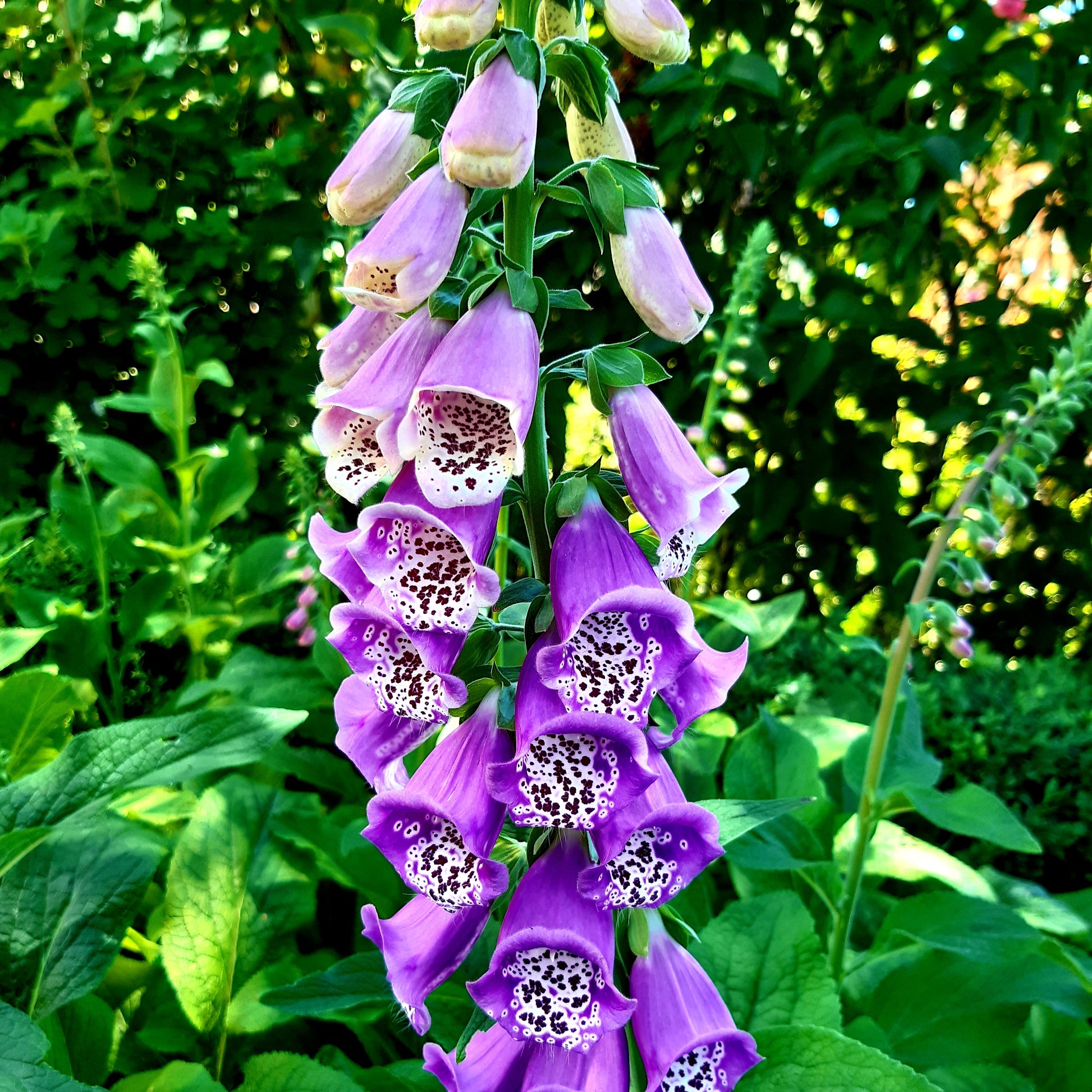 Foxglove Cottage Mix Seeds - Hollyhock Hill