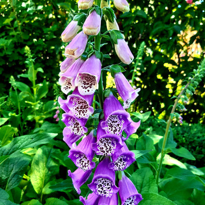 Foxglove Cottage Mix Seeds - Hollyhock Hill