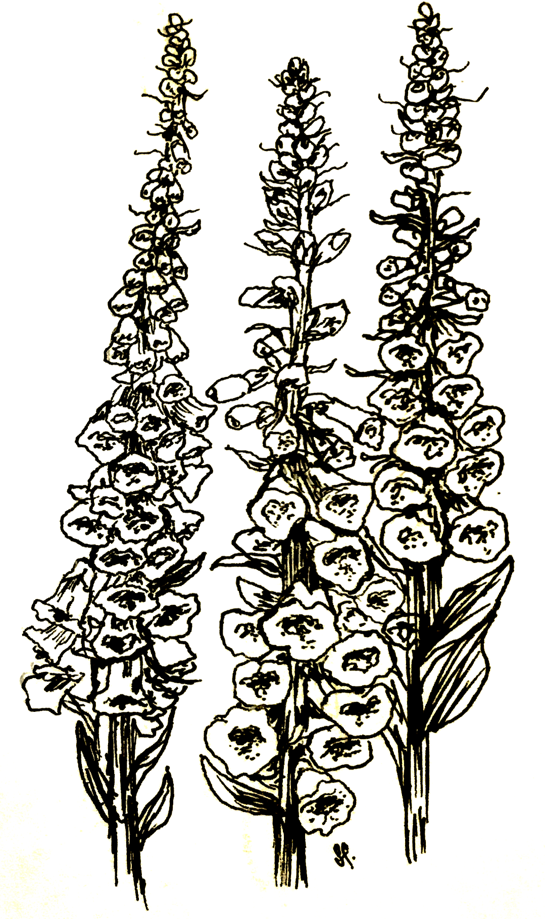 Foxglove Cottage Mix Seeds - Hollyhock Hill