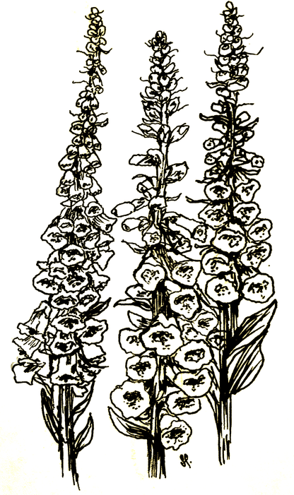 Foxglove Cottage Mix Seeds - Hollyhock Hill