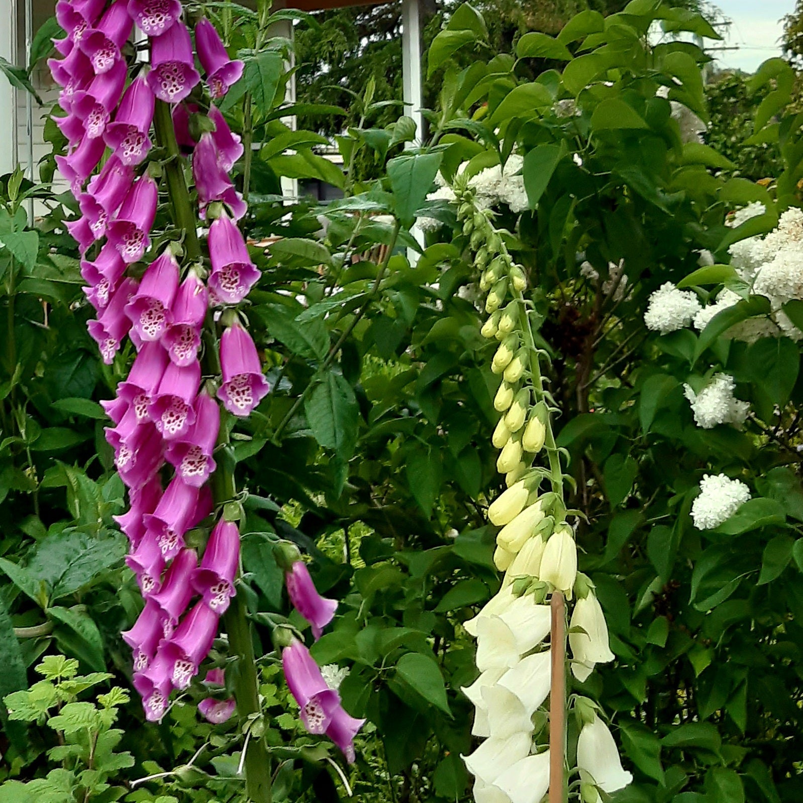 Foxglove Cottage Mix Seeds - Hollyhock Hill