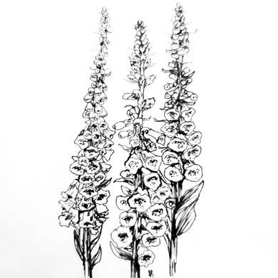 Foxglove Gloxiniaeflora Mix Seeds - Hollyhock Hill