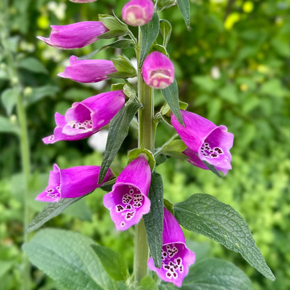 Foxglove Gloxiniaeflora Mix Seeds - Hollyhock Hill