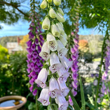 Load image into Gallery viewer, Foxglove Gloxiniaeflora Mix Seeds - Hollyhock Hill
