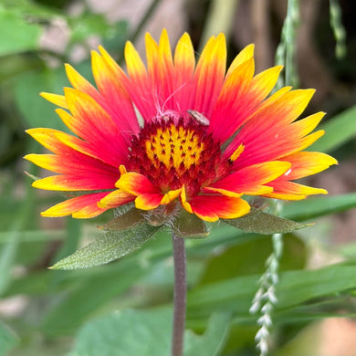 Gaillardia pulchella ‘Blanket Flower’ Seeds - Hollyhock Hill