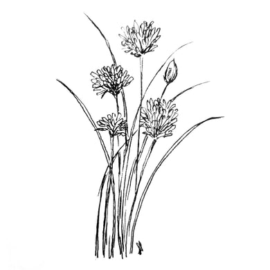 Garlic Chives Seeds - Hollyhock Hill