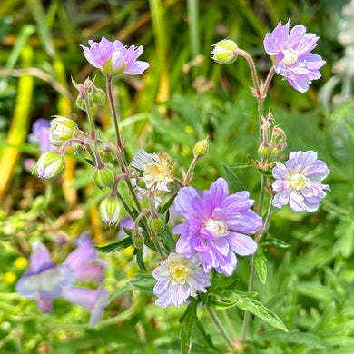 Geranium ‘Summer Skies’ - Hollyhock Hill