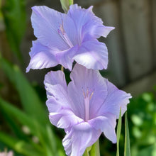 Load image into Gallery viewer, Gladioli - &#39;Milka&#39; - 5 Bulbs - Hollyhock Hill
