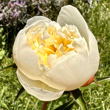 Load image into Gallery viewer, Herbaceous Peony &#39;Duchesse de Nemours&#39; - Hollyhock Hill
