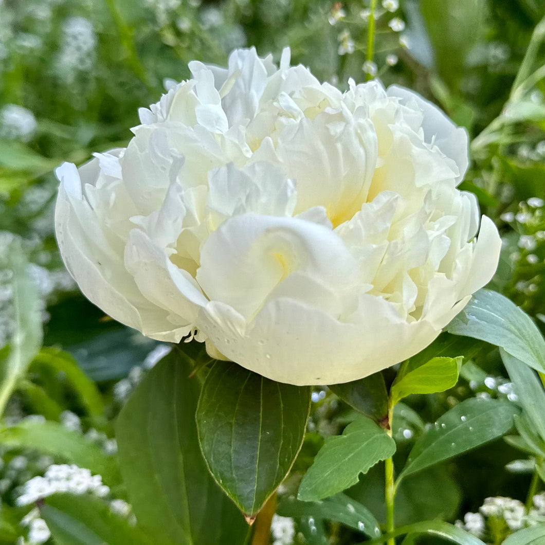 Herbaceous Peony 'Duchesse de Nemours' - Hollyhock Hill