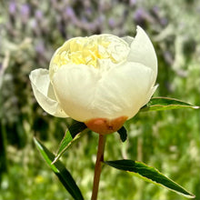 Load image into Gallery viewer, Herbaceous Peony &#39;Duchesse de Nemours&#39; - Hollyhock Hill
