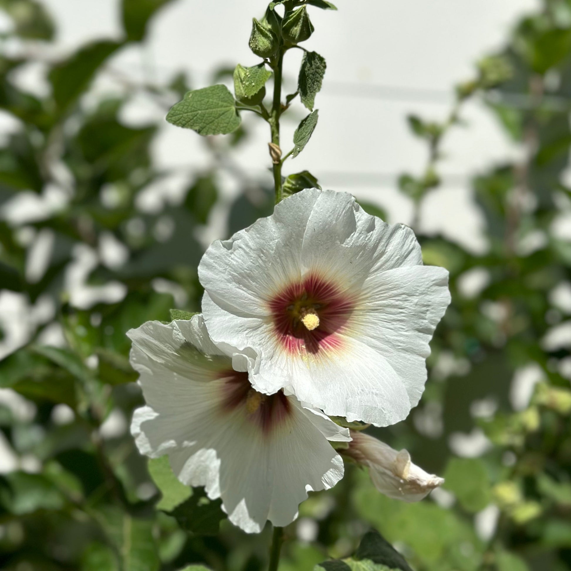Hollyhock 'Albion' Seeds - Hollyhock Hill