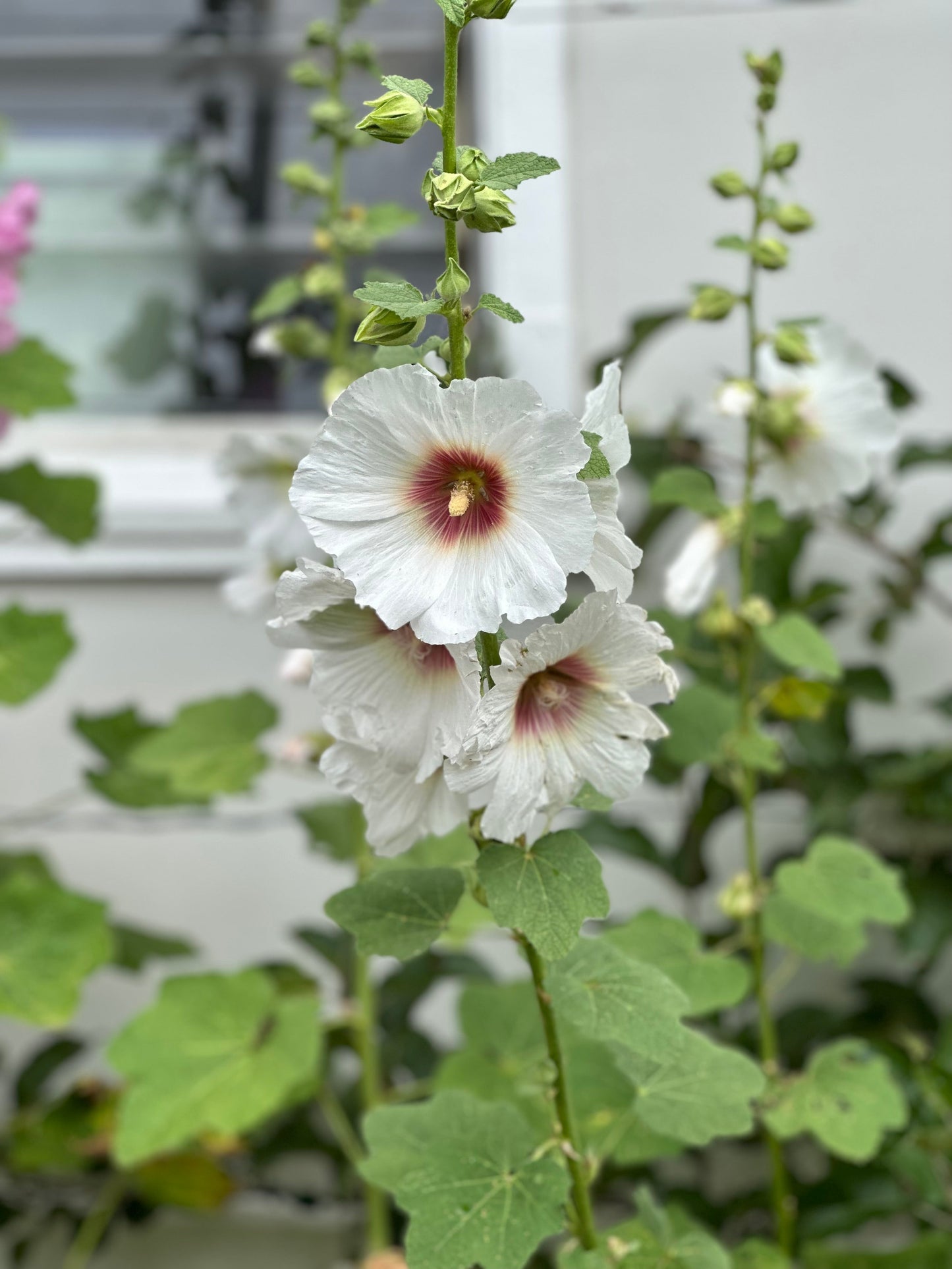 Hollyhock 'Albion' Seeds - Hollyhock Hill