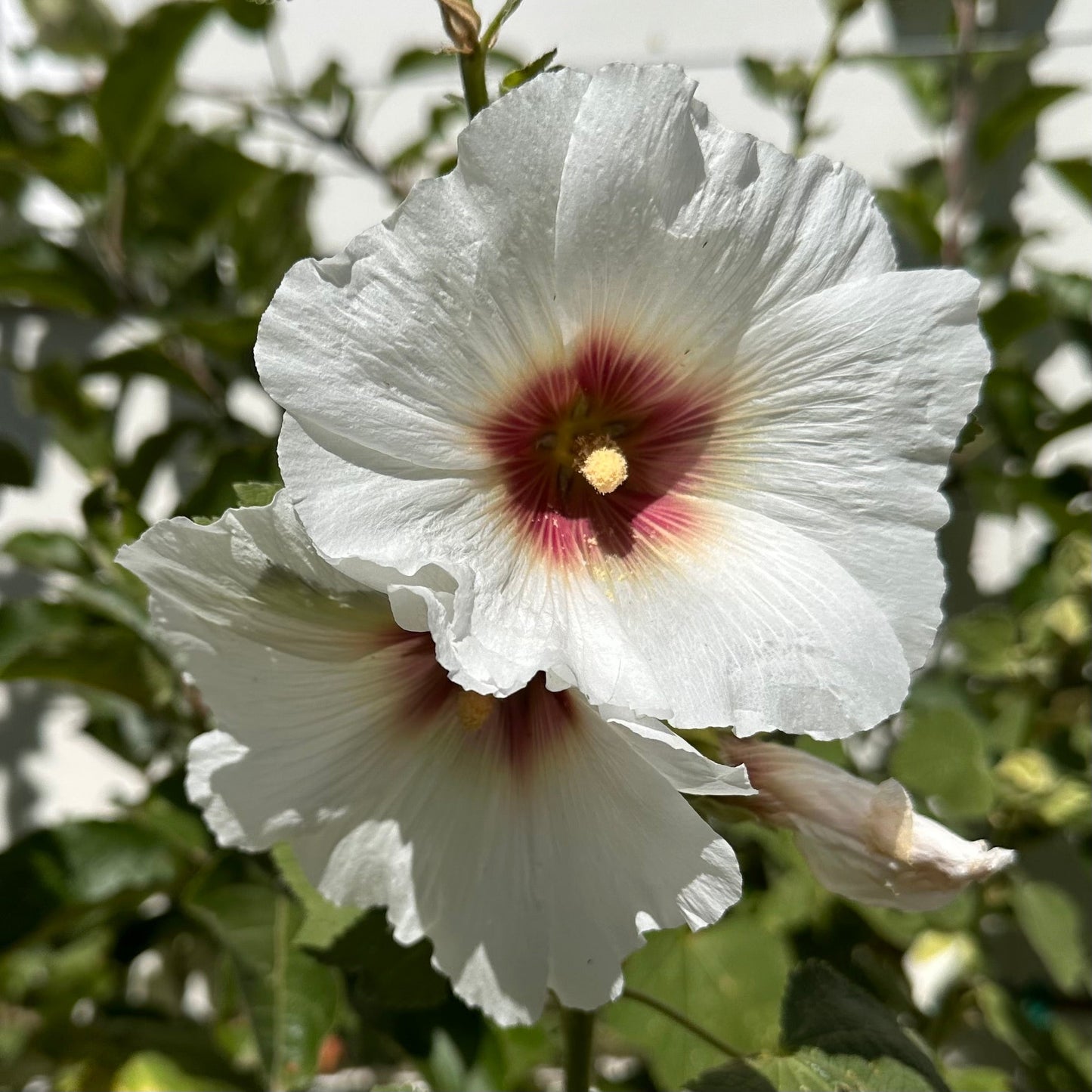 Hollyhock 'Albion' Seeds - Hollyhock Hill