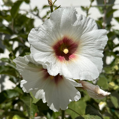 Hollyhock 'Albion' Seeds - Hollyhock Hill