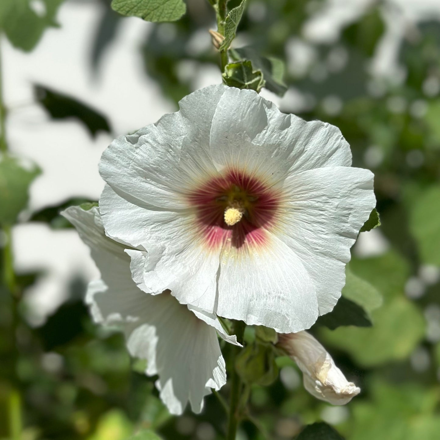 Hollyhock 'Albion' Seeds - Hollyhock Hill