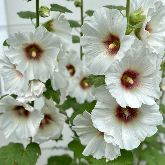 Hollyhock 'Albion' Seeds - Hollyhock Hill
