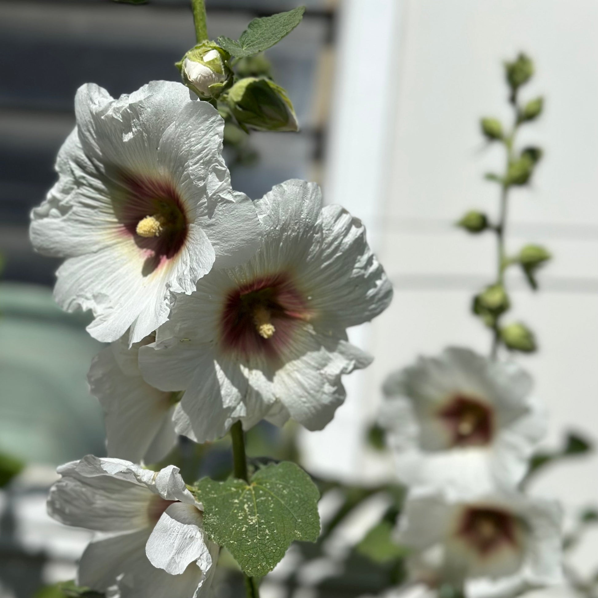 Hollyhock 'Albion' Seeds - Hollyhock Hill
