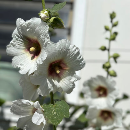 Hollyhock 'Albion' Seeds - Hollyhock Hill