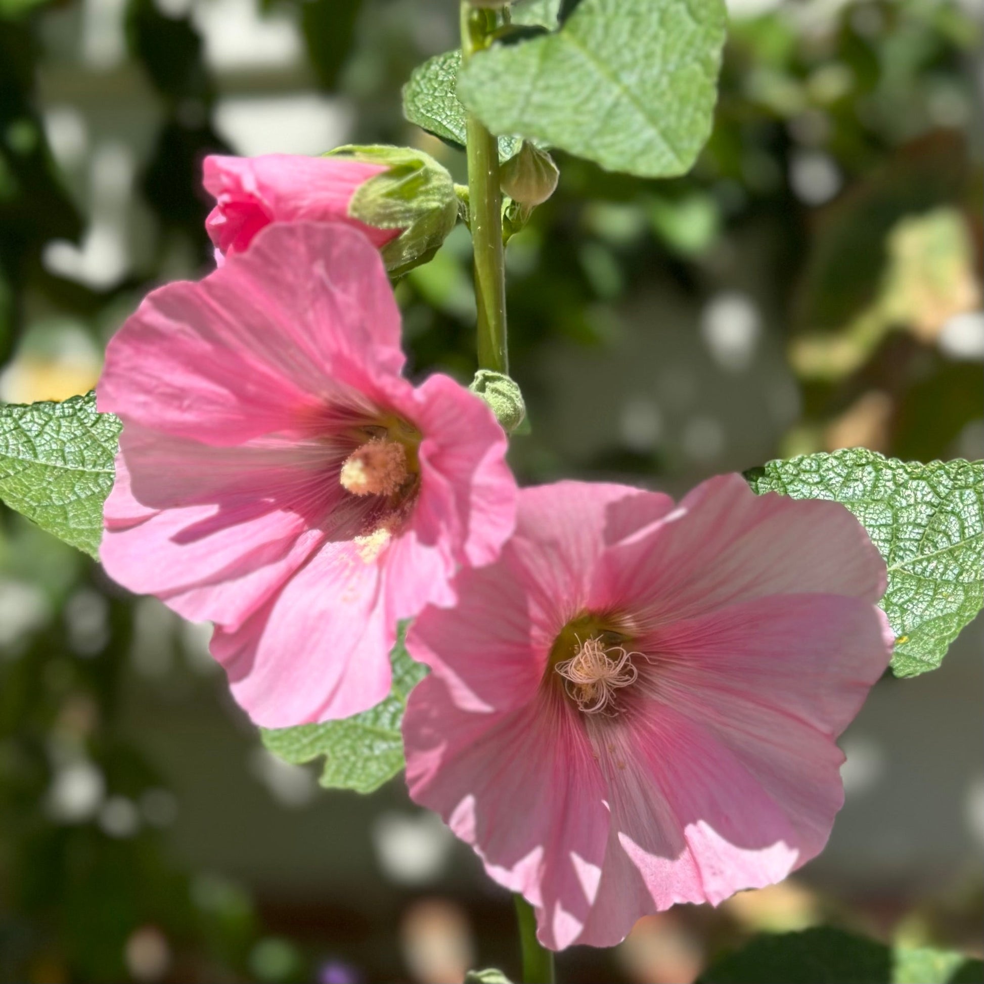Hollyhock 'Ballerina' Seeds - Hollyhock Hill
