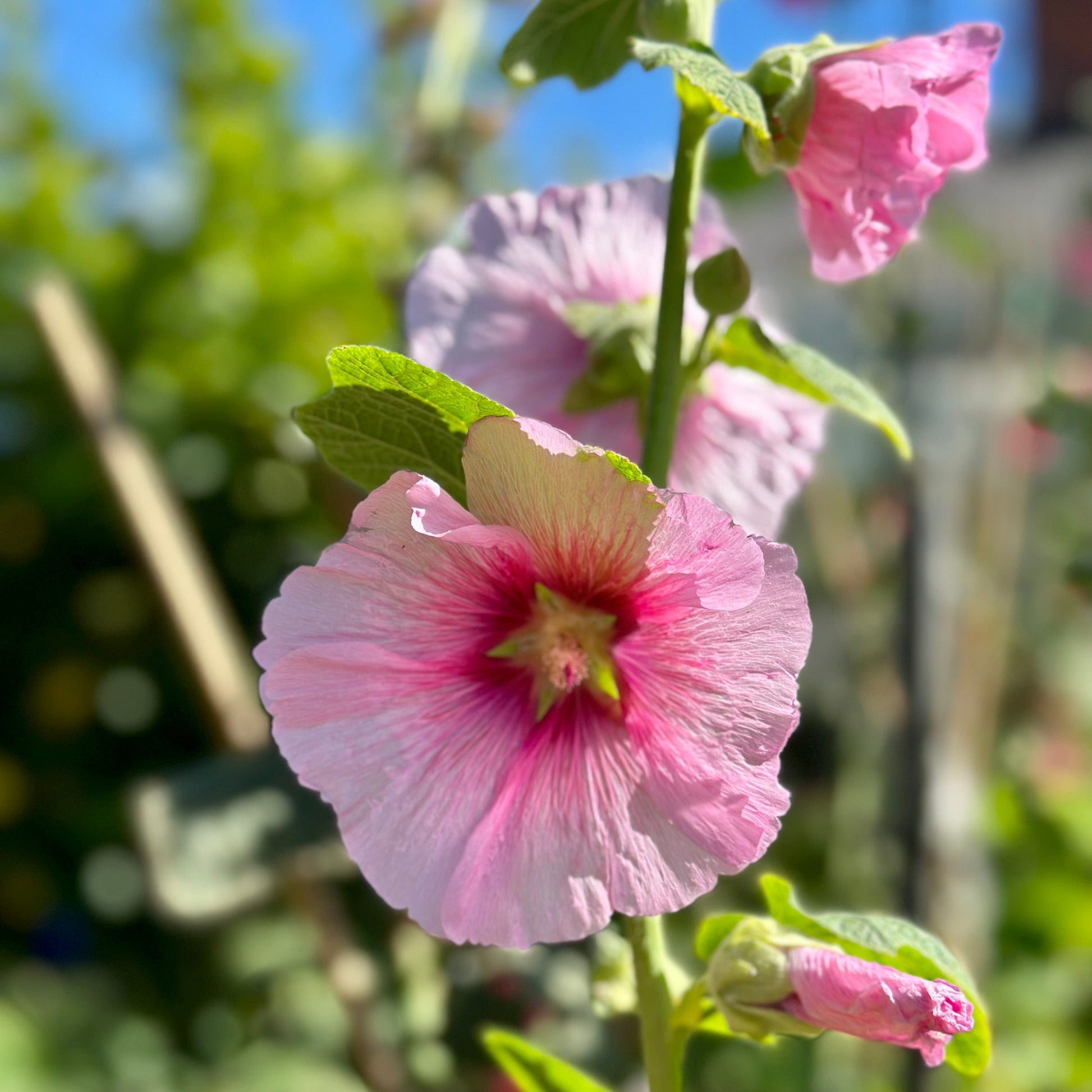 Hollyhock 'Ballerina' Seeds - Hollyhock Hill