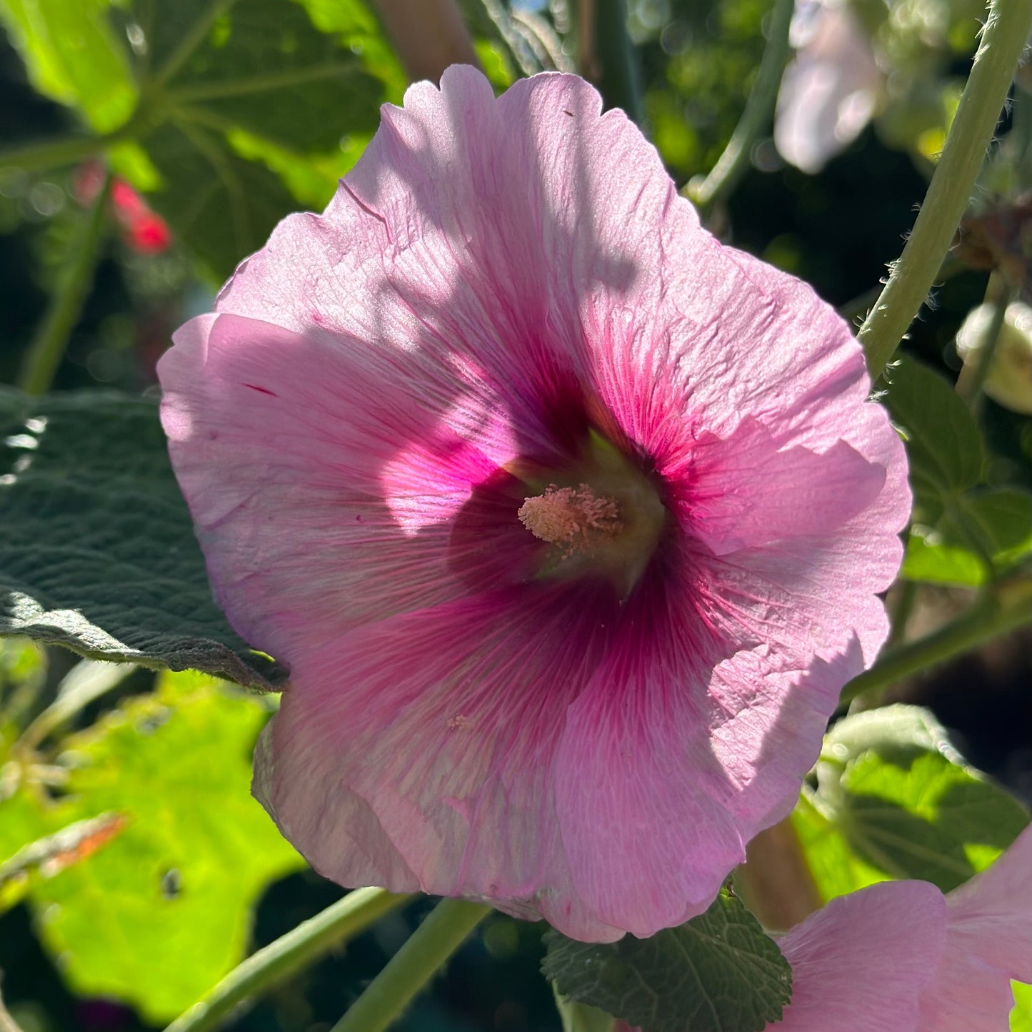 Hollyhock 'Ballerina' Seeds - Hollyhock Hill