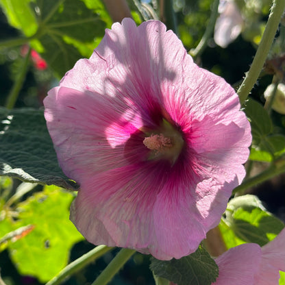 Hollyhock 'Ballerina' Seeds - Hollyhock Hill