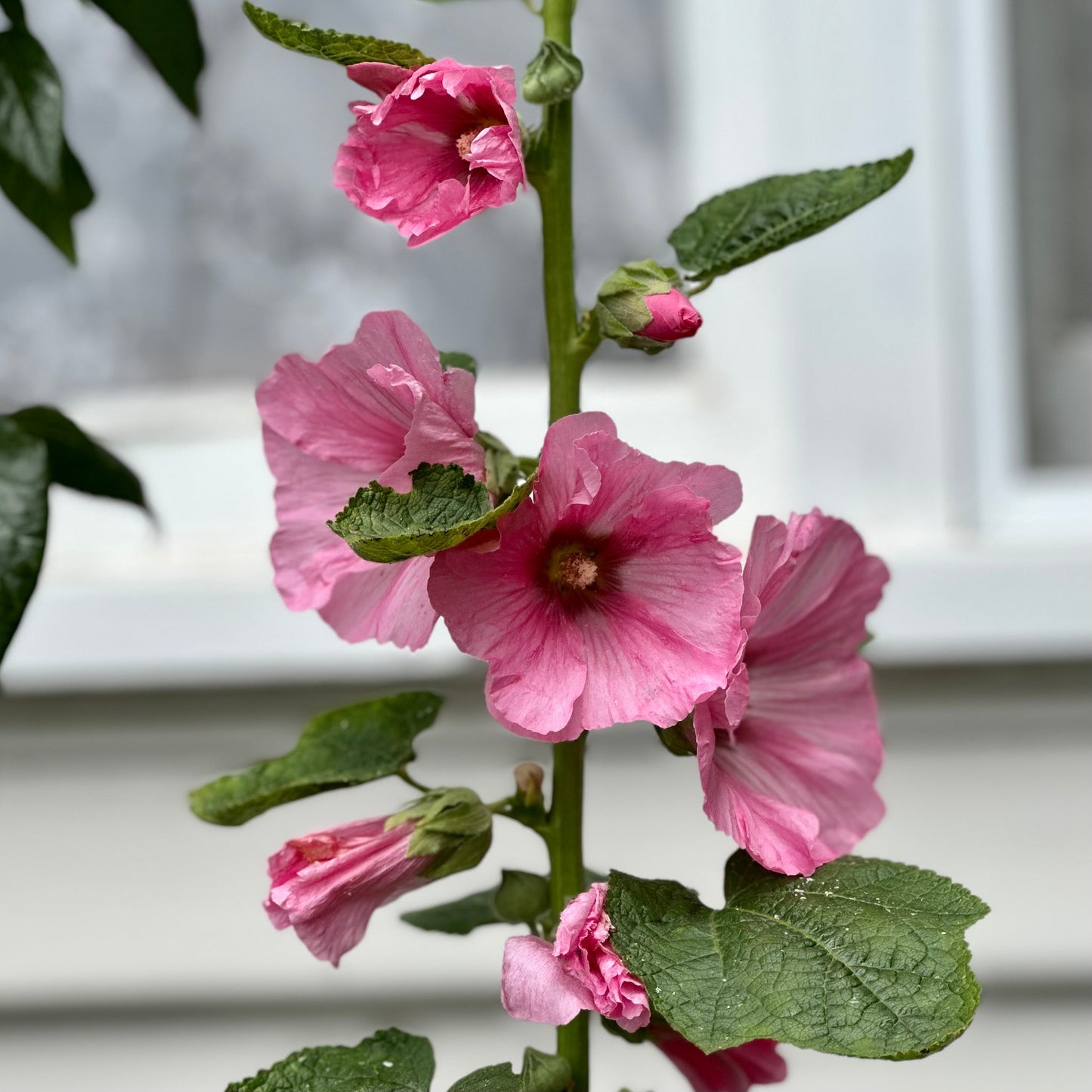 Hollyhock 'Ballerina' Seeds - Hollyhock Hill