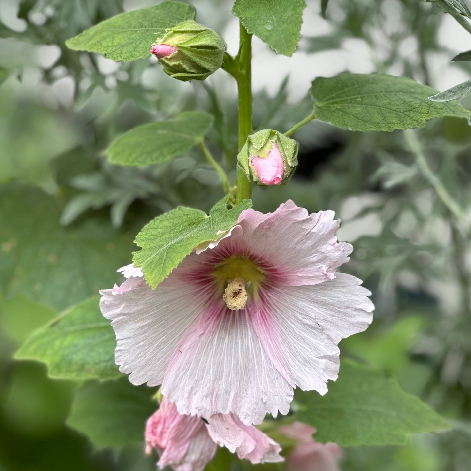 Hollyhock 'Ballerina' Seeds - Hollyhock Hill