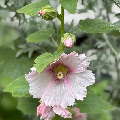 Hollyhock 'Ballerina' Seeds - Hollyhock Hill