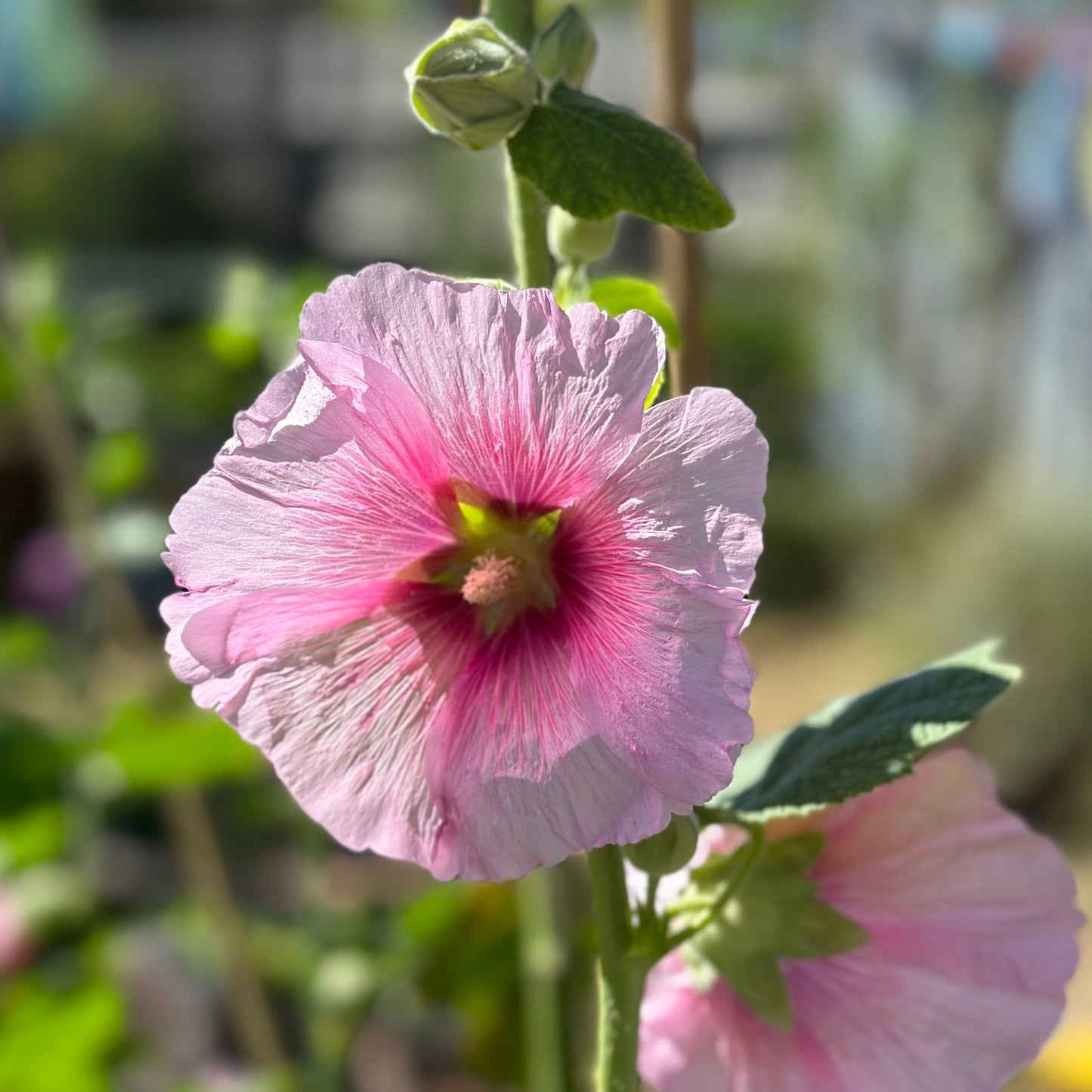 Hollyhock 'Ballerina' Seeds - Hollyhock Hill