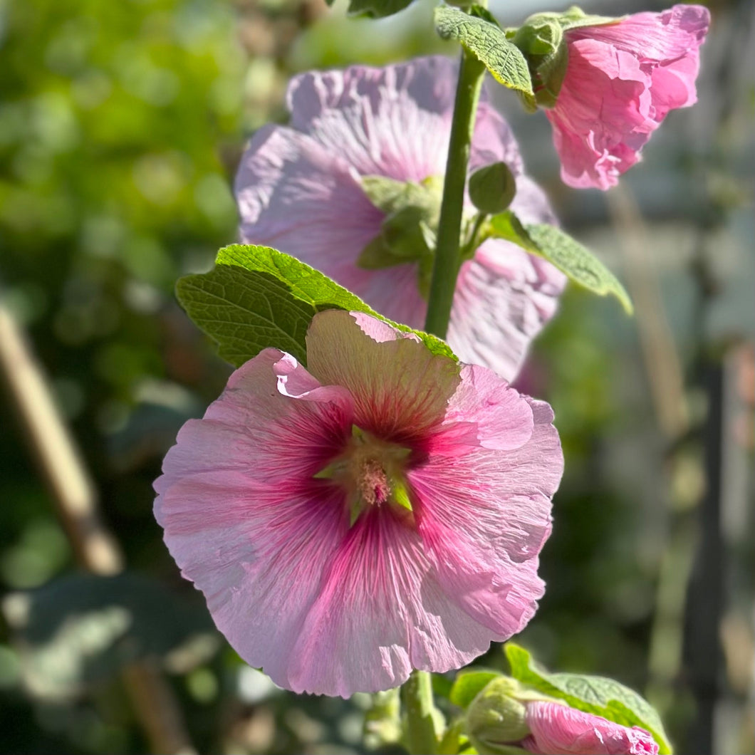 Hollyhock 'Ballerina' Seeds - Hollyhock Hill