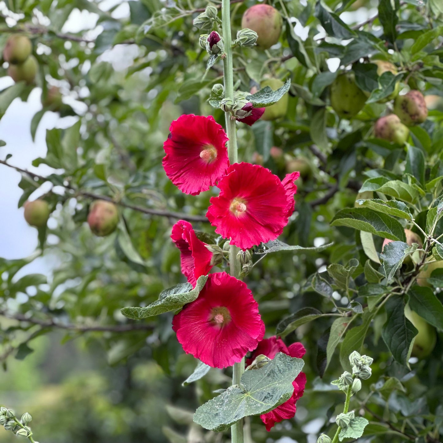 Hollyhock 'Cherry Bomb' Seeds - Hollyhock Hill