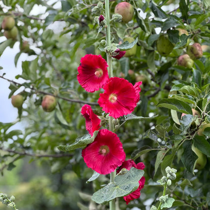 Hollyhock 'Cherry Bomb' Seeds - Hollyhock Hill